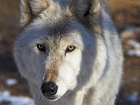 Arctic Wolf 065